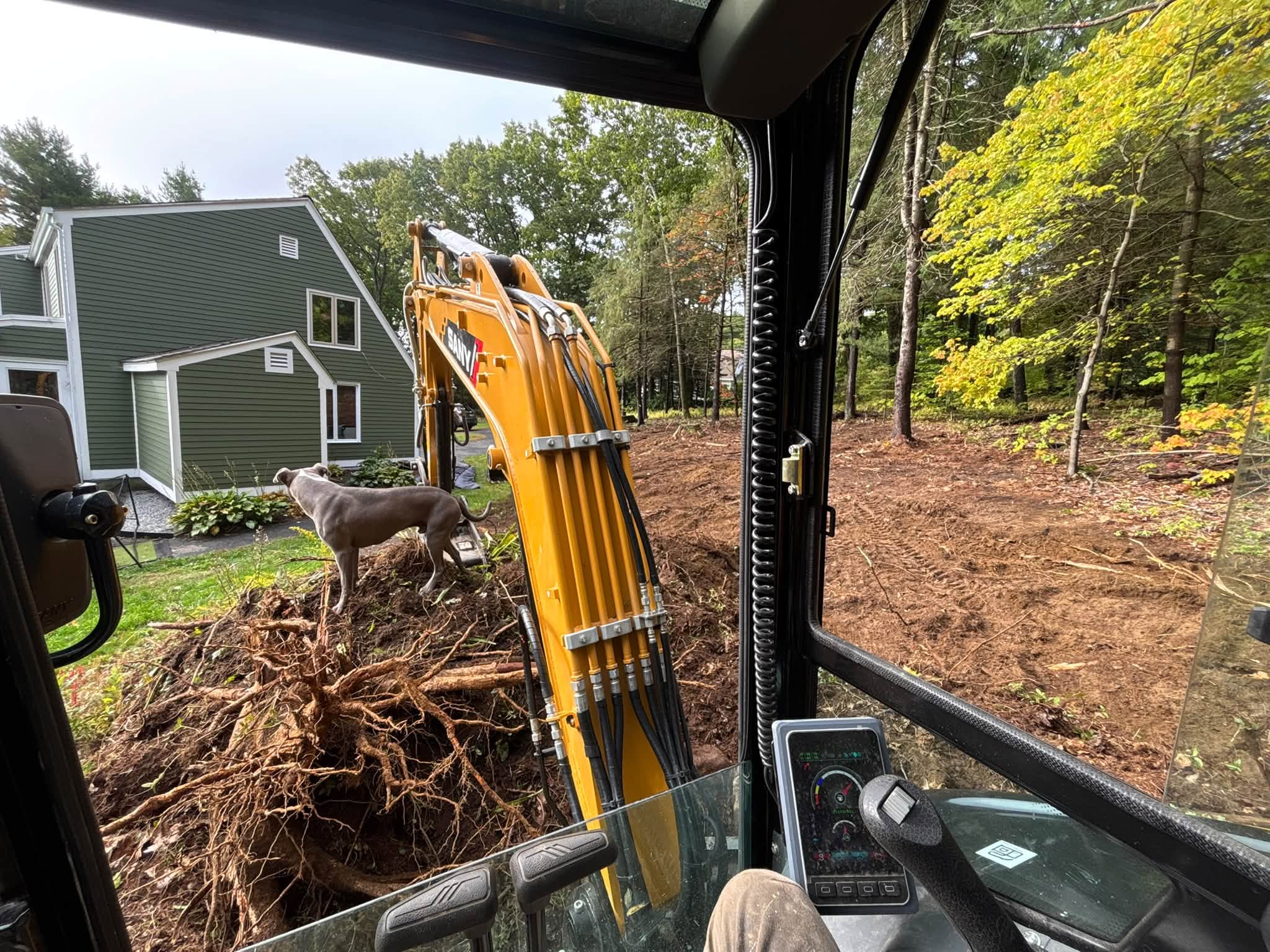 Stump grinding — approximately 20 stumps ground